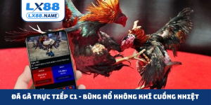 Đá gà trực tiếp C1